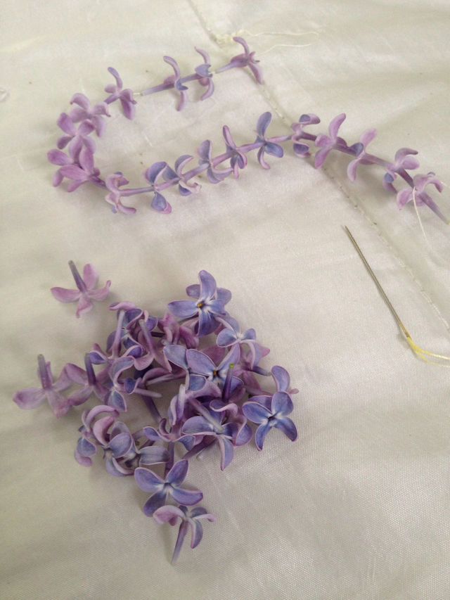sweden flowers hobby lilac by annestenbeck