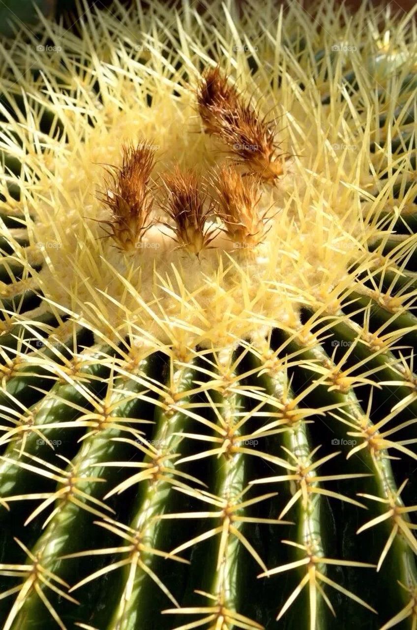 Cactus
