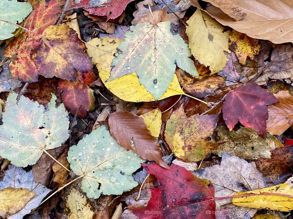 Brightly colored leaves with raindrops