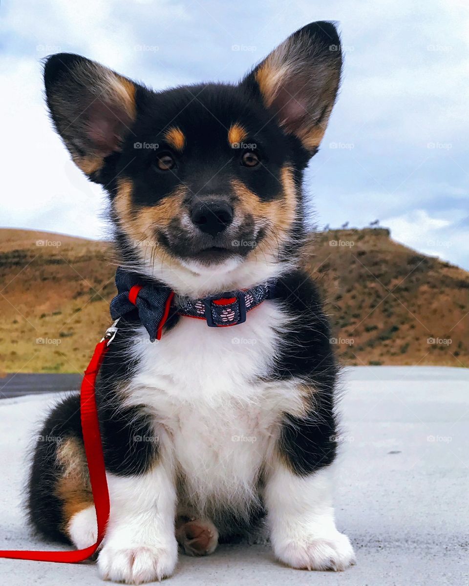 Rex - Cute corgi puppy sitting at rest stop