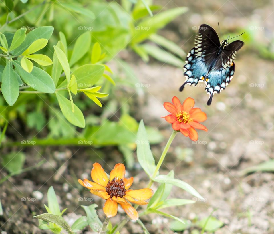 Butterfly and flowers