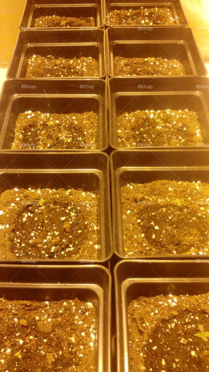 Desktop, Gold, Symbol, Decoration, Marijuana