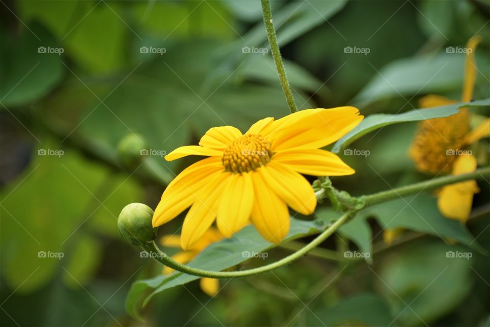 Yellow flower commonly seen growing wild on the Big Island