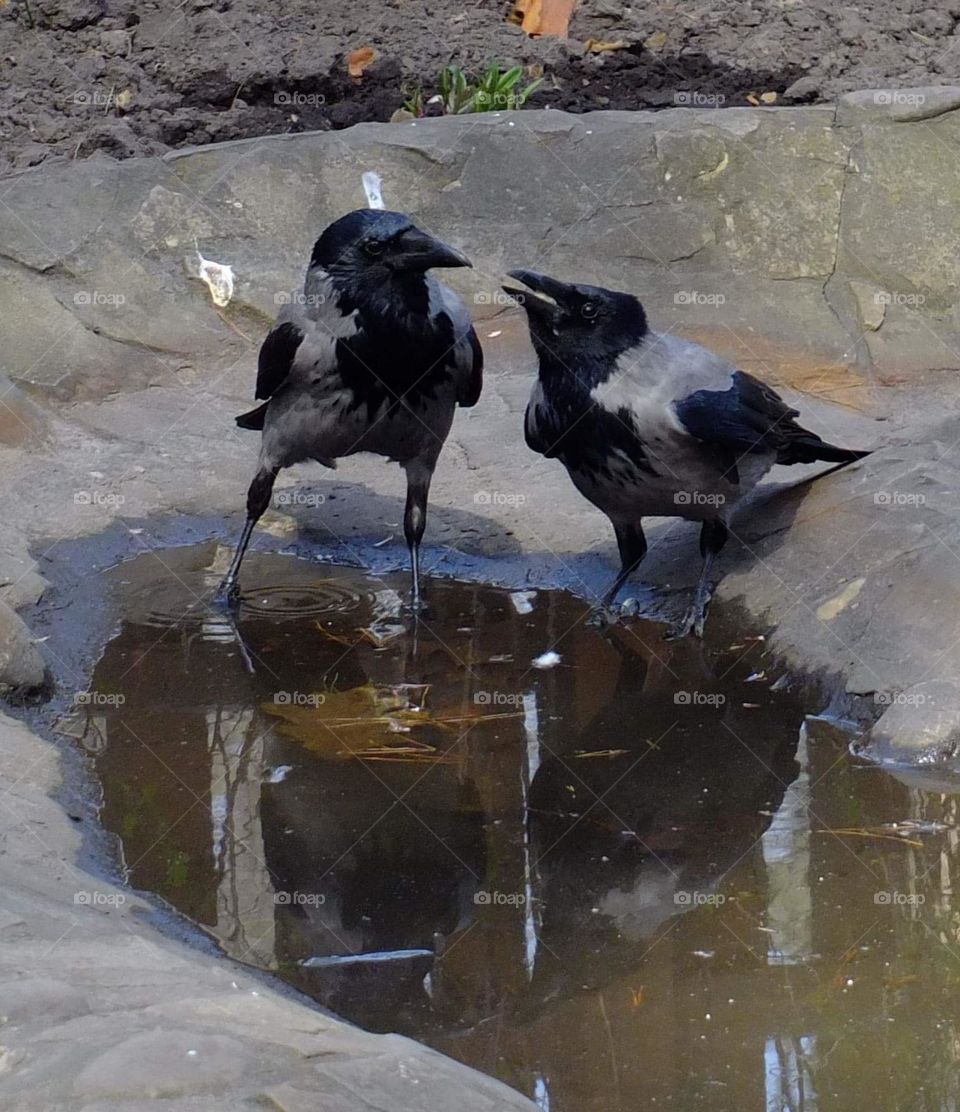 Tenderness Series: Couples