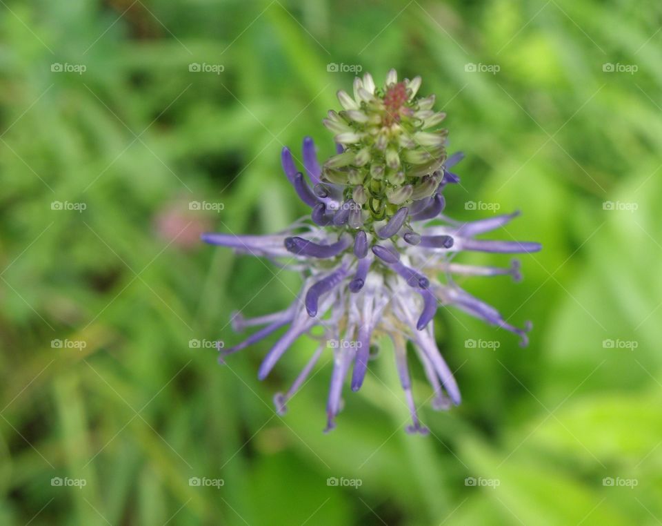 Close-up of a flower