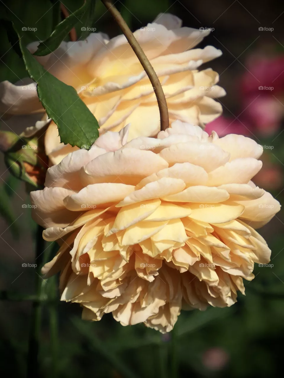 Roses