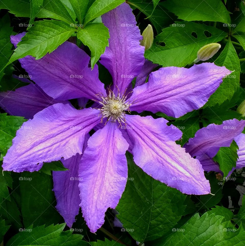 close up of a purple flower