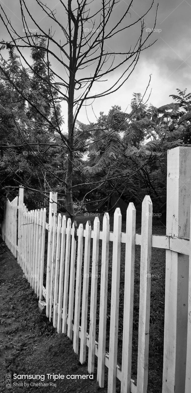 beauty of white and black