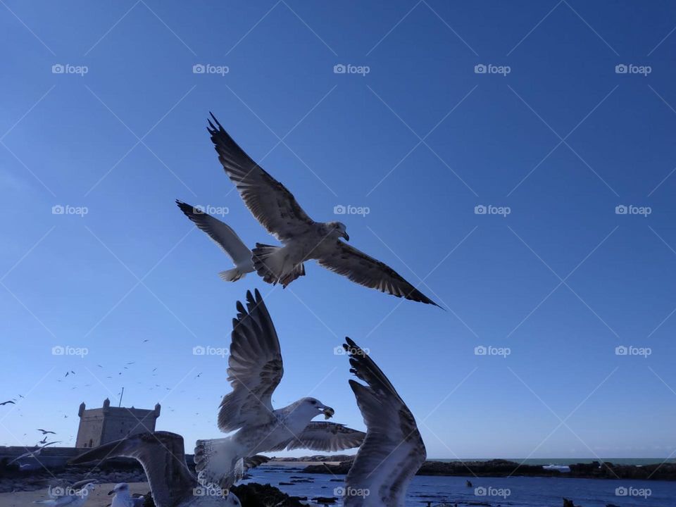 Flock of seagulls flying cross the sky at essaouira city in Morocco.