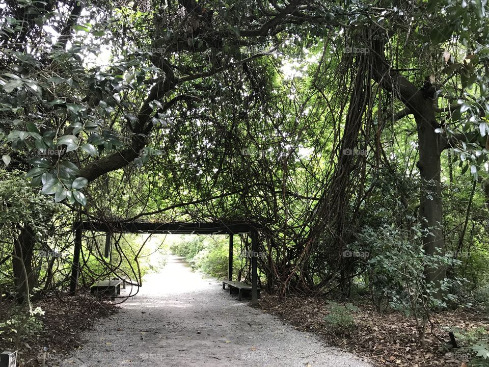 Magnolia Gardens Path