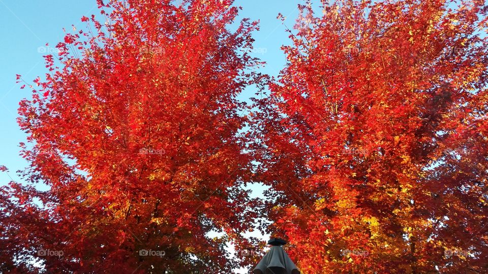 maple trees in Autumn