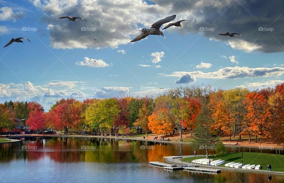 Seagulls flying over Beaver Lake in Mount Royal Park, Montréal, Quebec, Canada