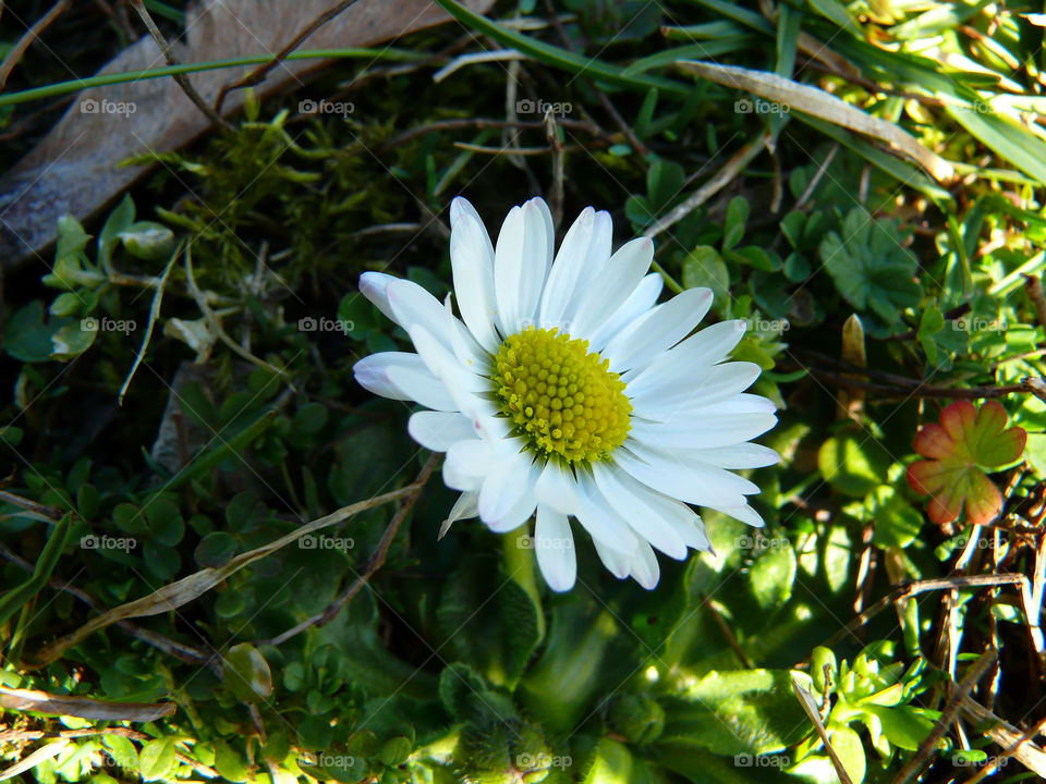 Macro shot of daisy flower.