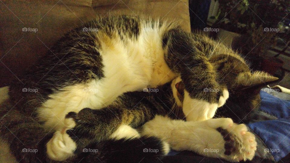 Too much catnip last night