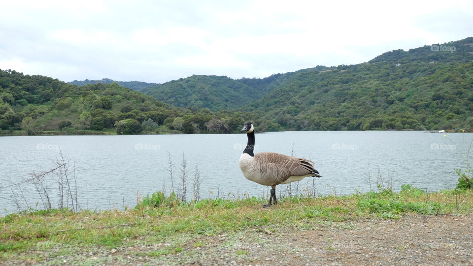 Goose near a lake