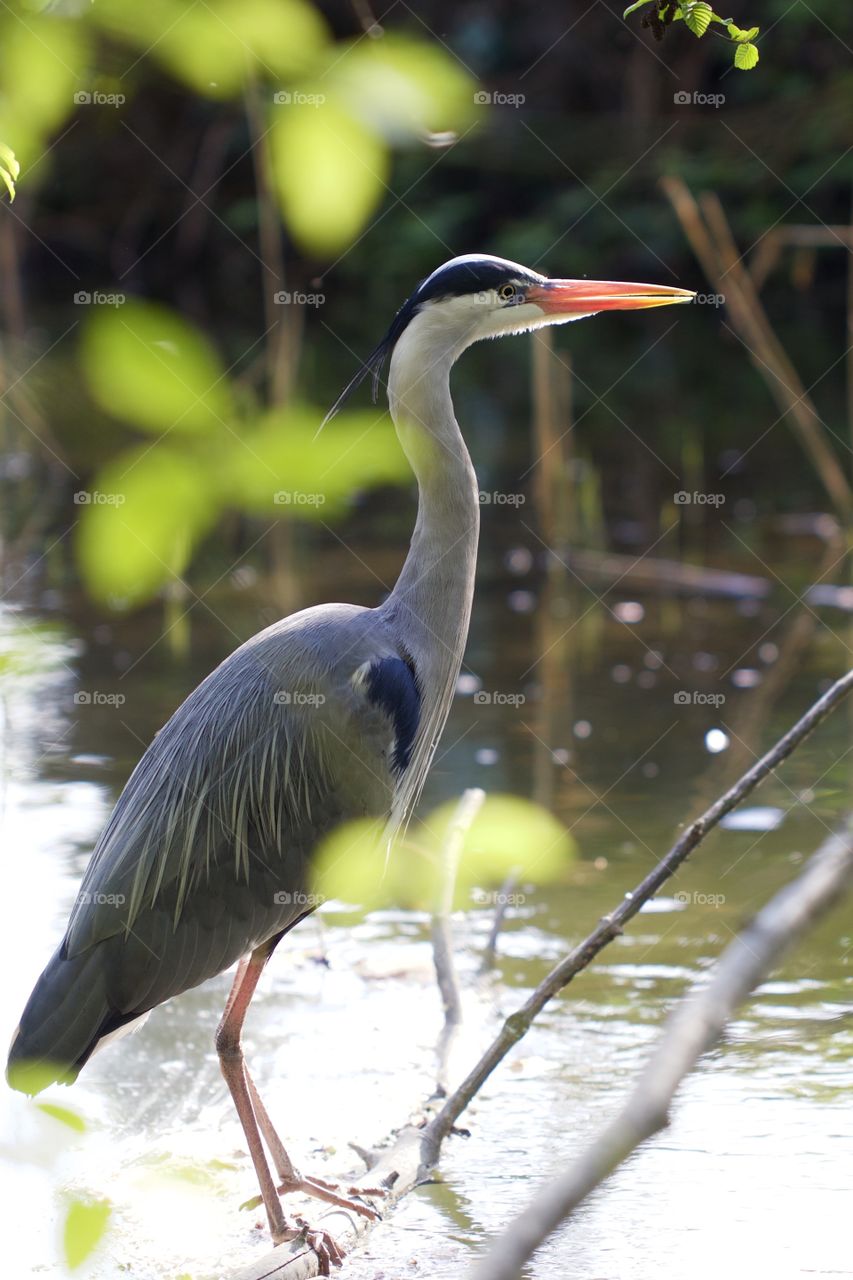 Grey heron perching on tree branch