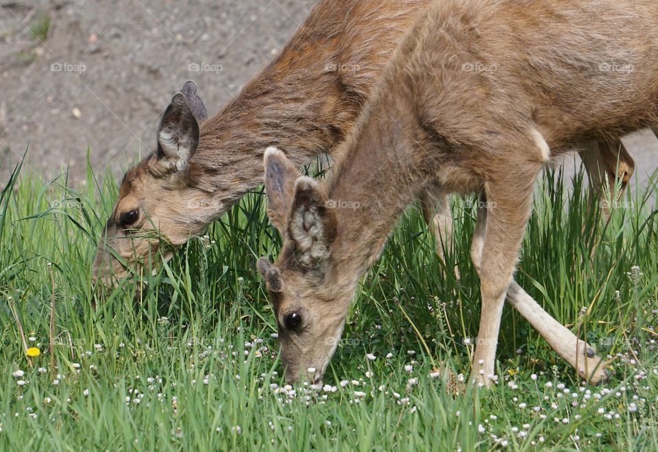 Mommy with baby deer