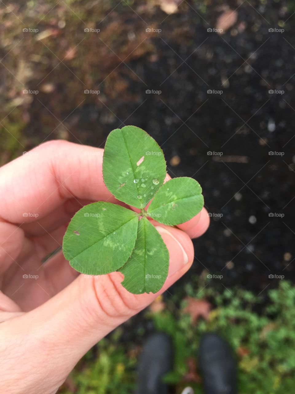 Lucky four leaf clover