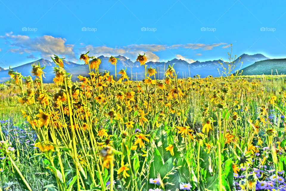 Sunflowers 