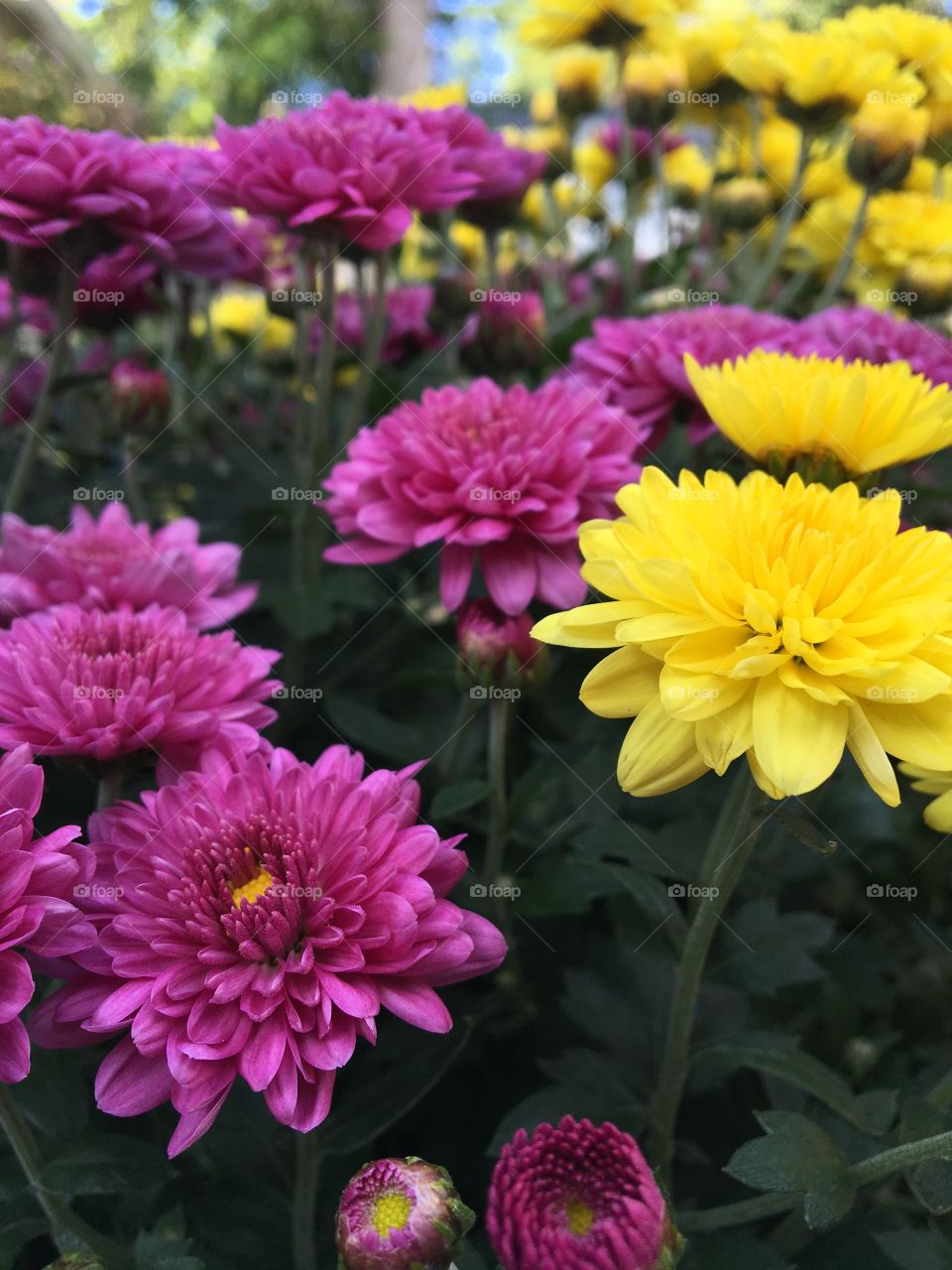 Maize and Blue flowers 