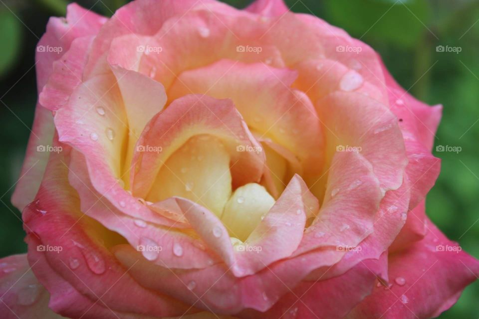 Pink rose