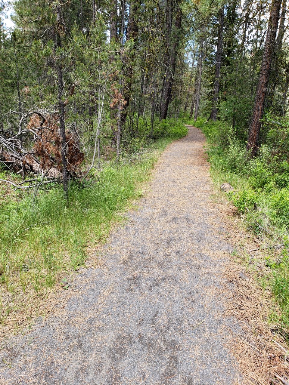 A dirt path leads through the lush green forest floor and towering pine trees in the Deschutes National Forest in Central Oregon on a sunny summer day.