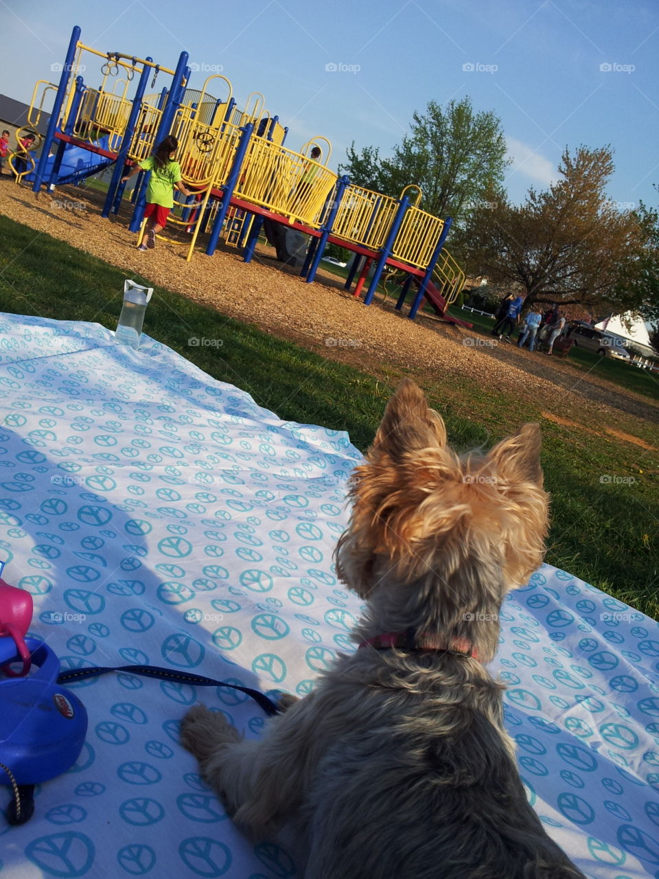 Dog watching child at park