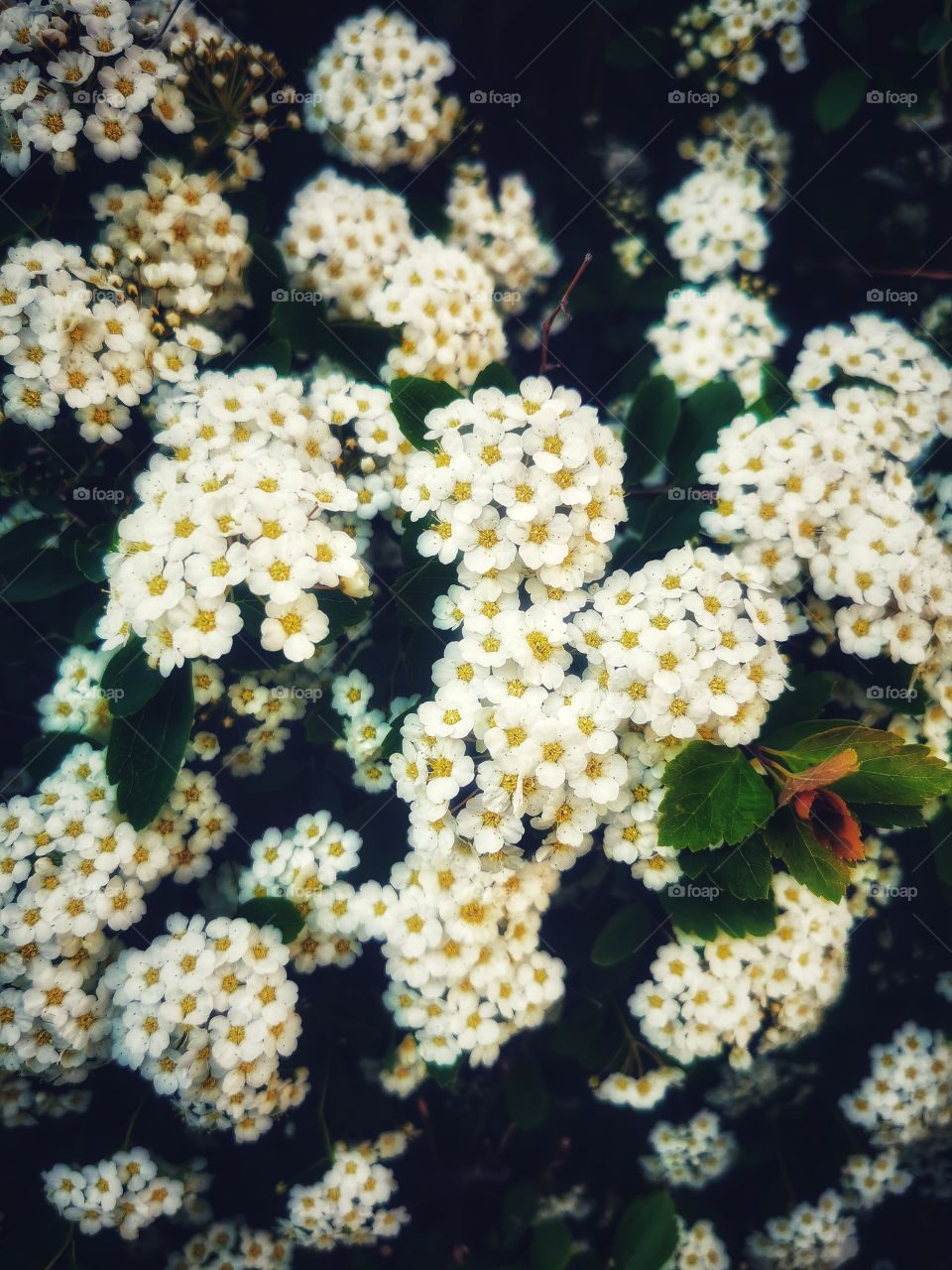 Forest day outdoor nature greens wild forest greens sky clouds moody