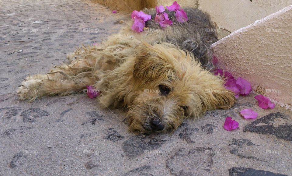 Greek siesta! Summer time🐶🌸🐾Santorini, Greece