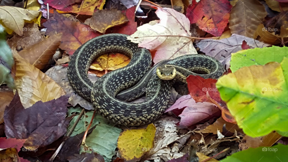 Snake curled up in the autumn leaves looking straight at camera