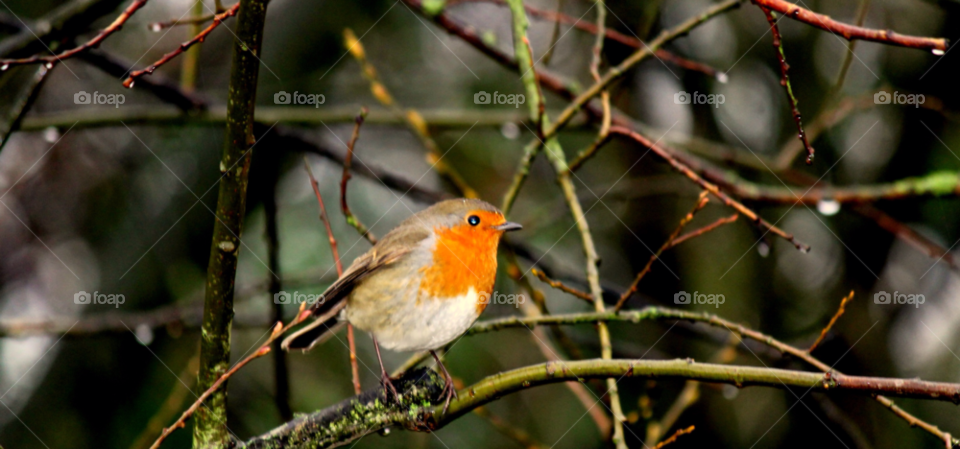bird robin by OJMitchell