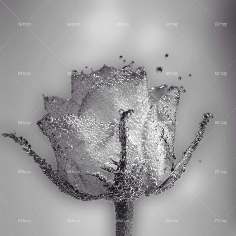 A colourless bubbly Rose