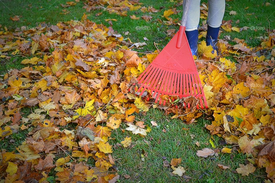 Raking leaves