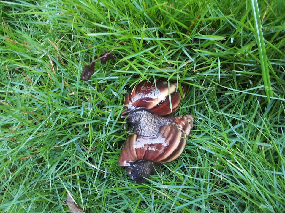 garden snail, cornu aspersum, known by the common name garden snail, is a species of land snail.