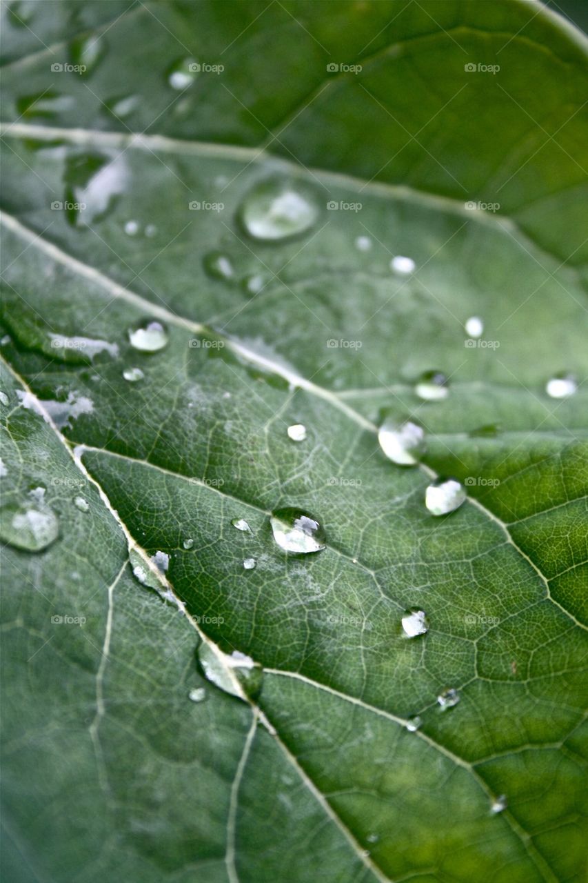 Rainfall Leaf 