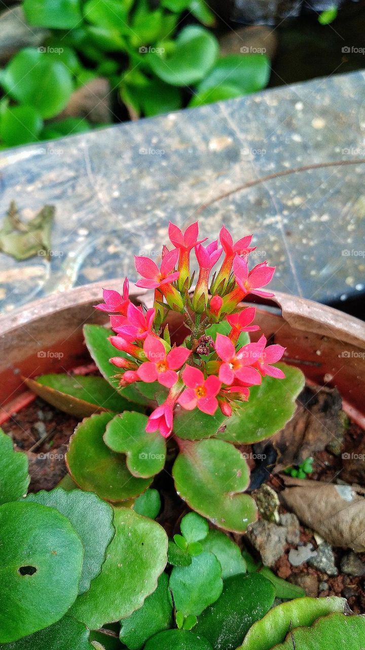 Beautiful Kalanchoe blossfeldiana flowers growing in the garden