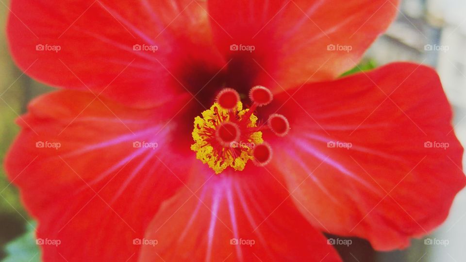 The beauty of flowers