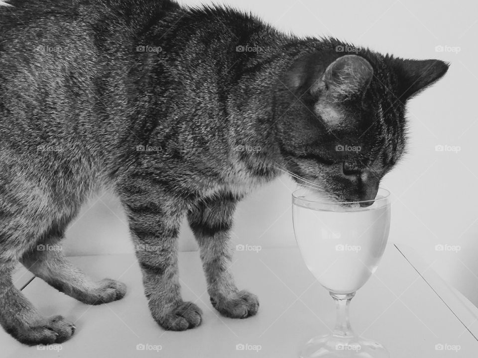 Offer a bowl of water to your cat. He'll choose what he likes anyway...