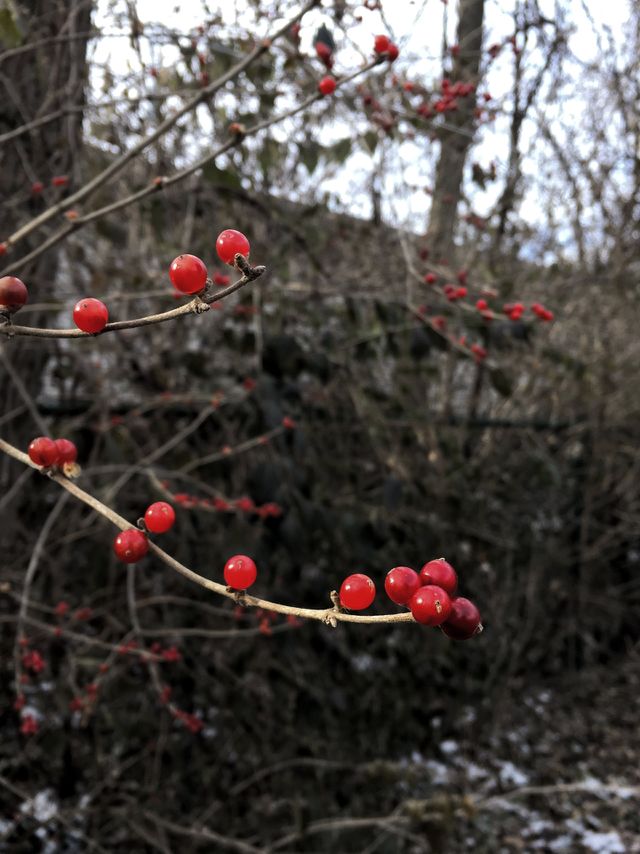 Winter woods 