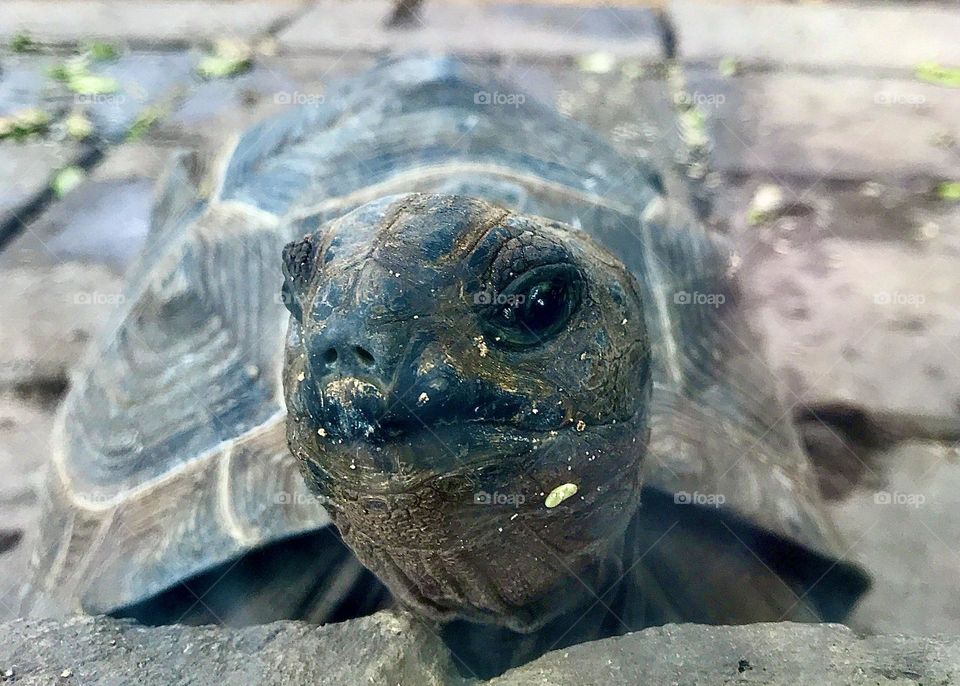 Are you sure about that? Judgemental tortoise peering out. Taken at Casela Nature Park, Mauritius. 