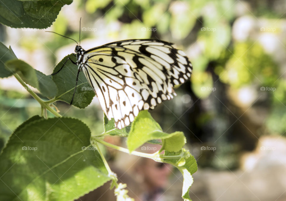 Rice  Paper Butterfly , tropical butterfly at the Judy Istock Butterfly Haven , Lincoln Park in Chicago.