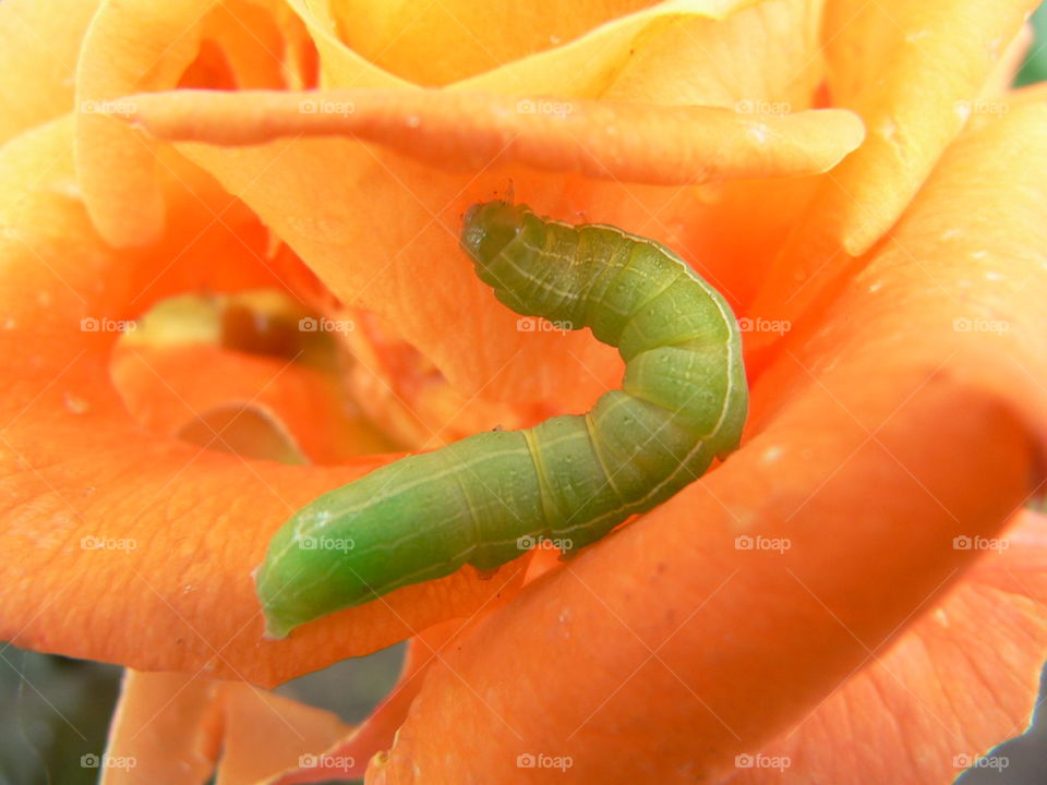 Caterpillar eating rose
