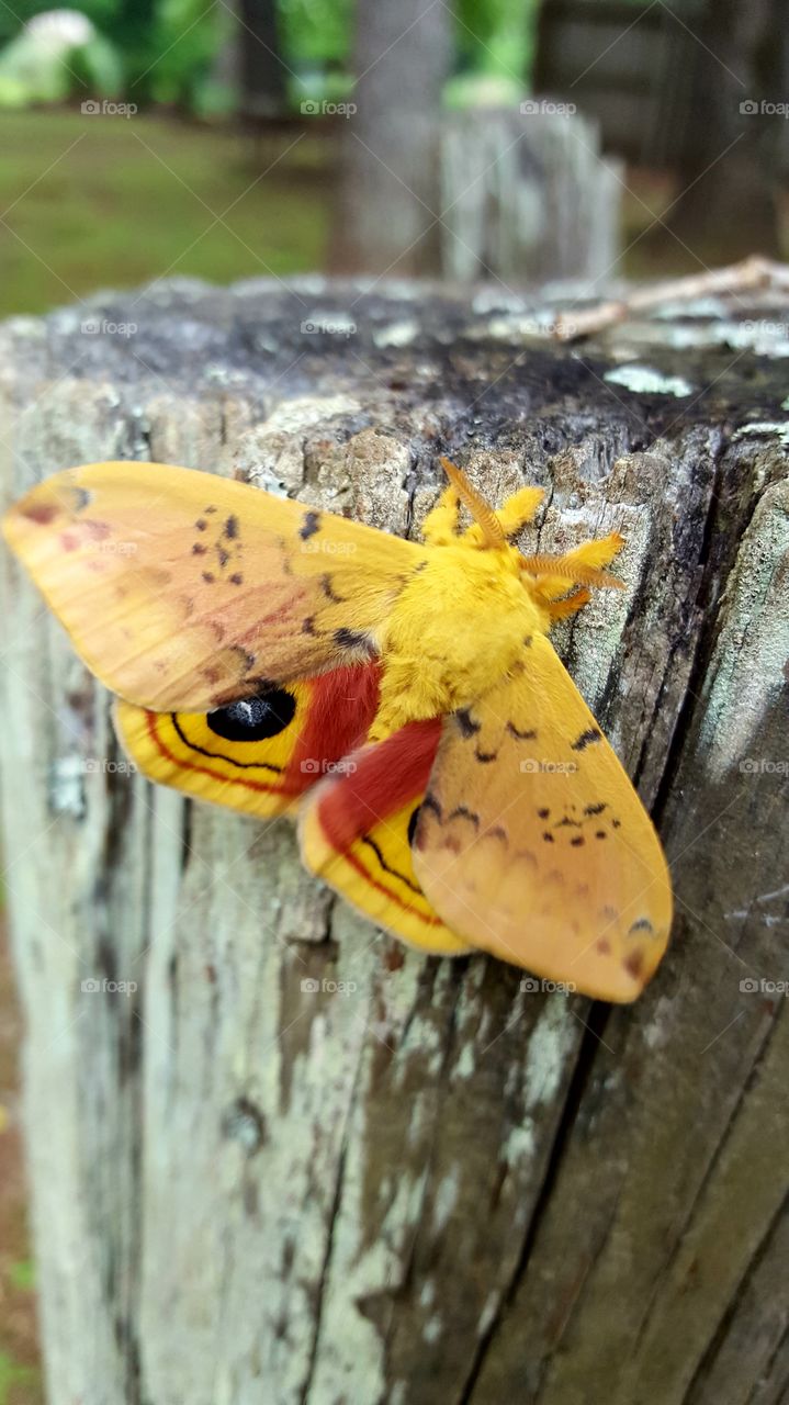 A beautiful Lo Moth I found on the playground.