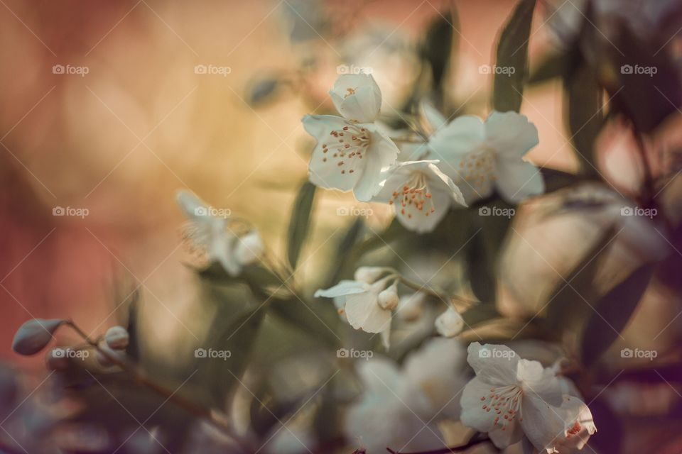 Jasmine flowers on sunset 