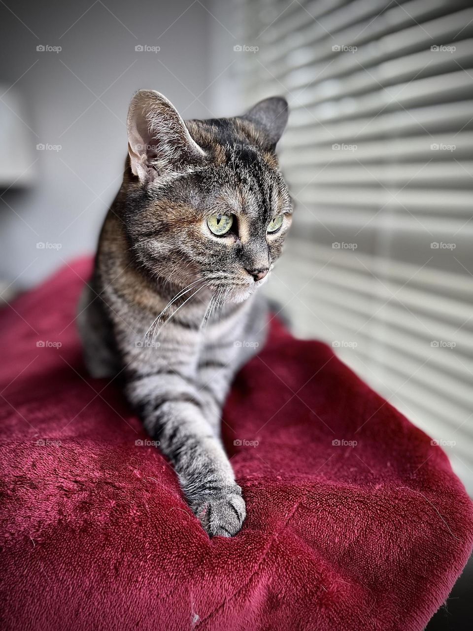 Cat looking out the window on red velvety blanket 