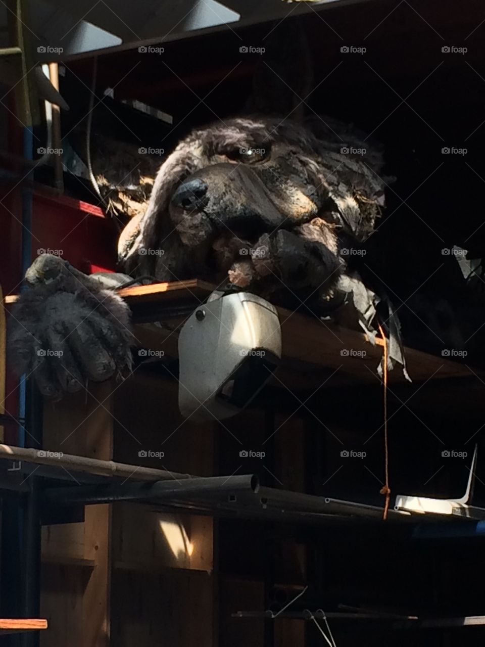 Wolf that was at a game of thrones preview or something like that. Found in Atlanta.