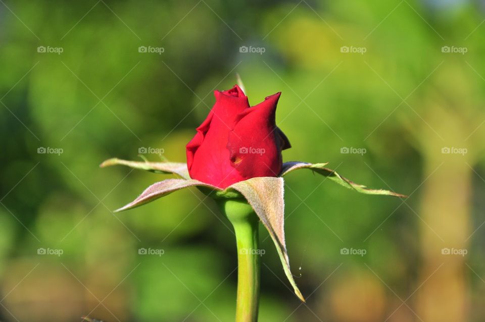 Nature, No Person, Leaf, Flower, Summer