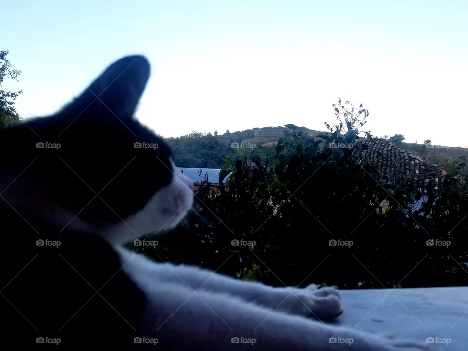 cats