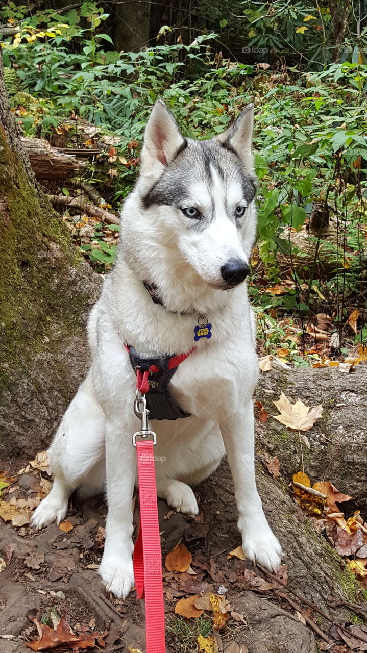 husky on a hike