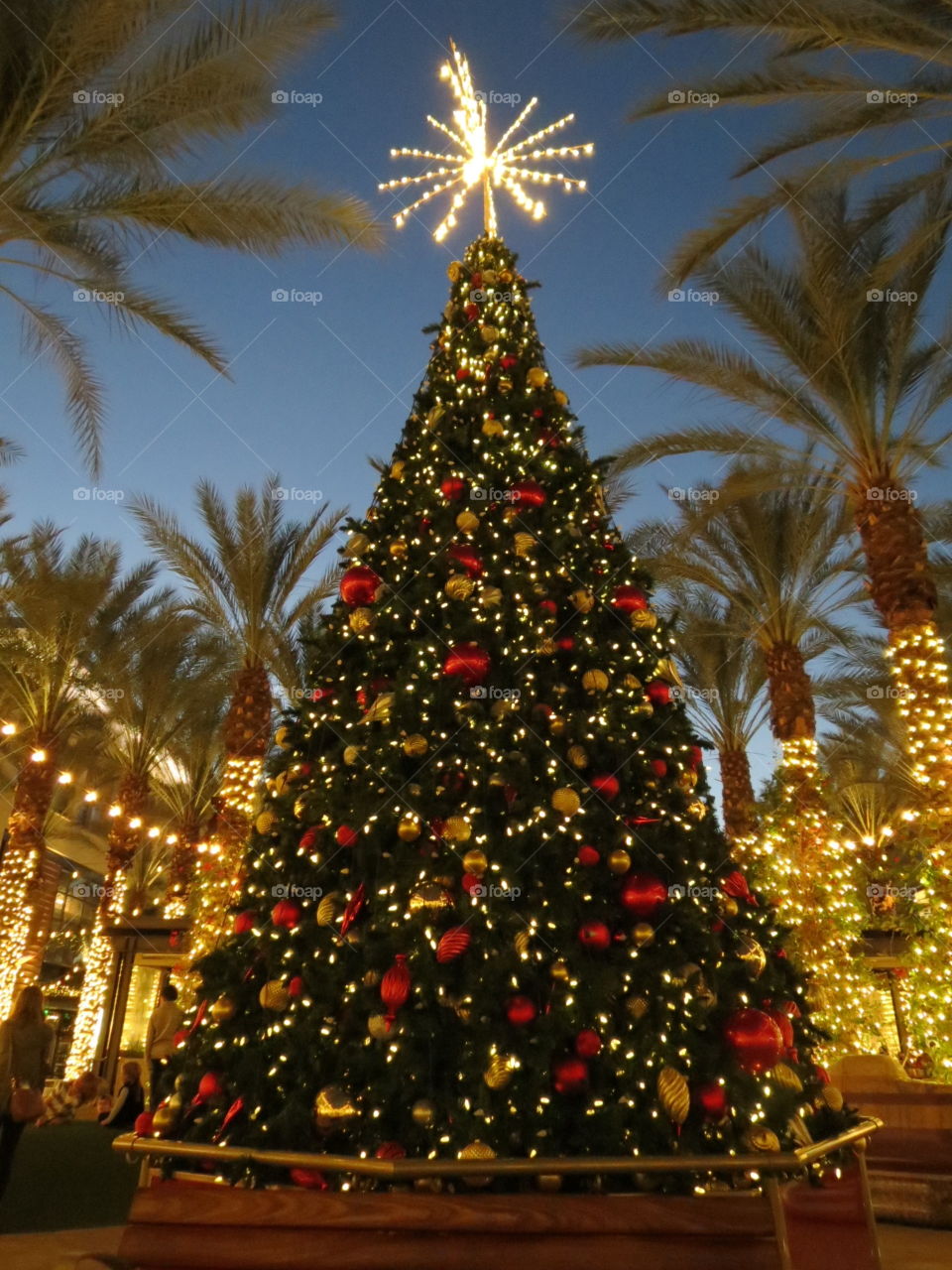 Beautiful Christmas lights and tree.